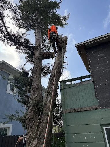 max in a tree 1 .jpg