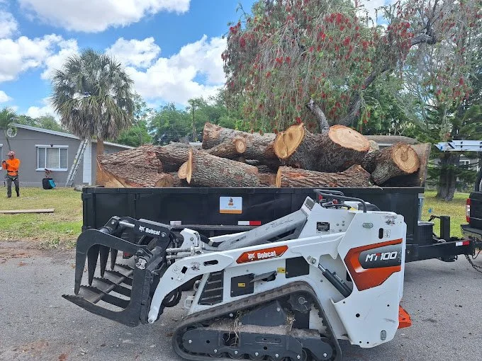 tree dump 2.jpg