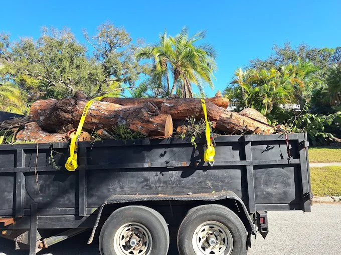 tree dump.jpg