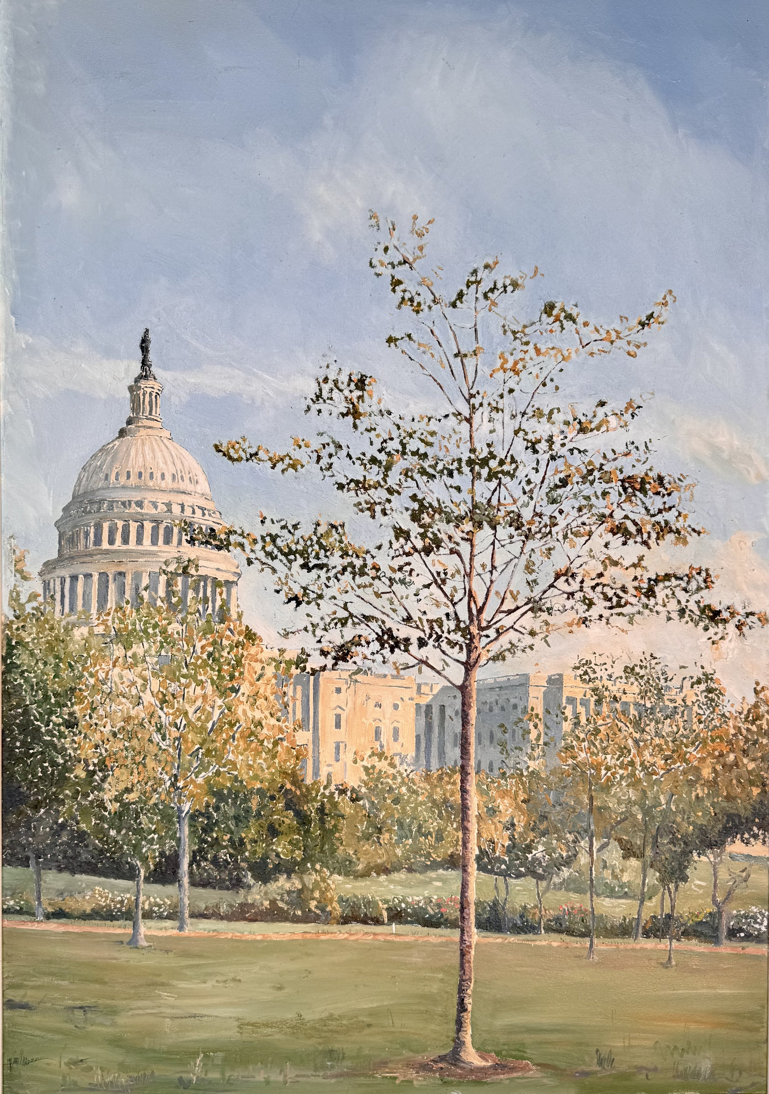 U.S. Capitol, Morning Sun, Young Tree