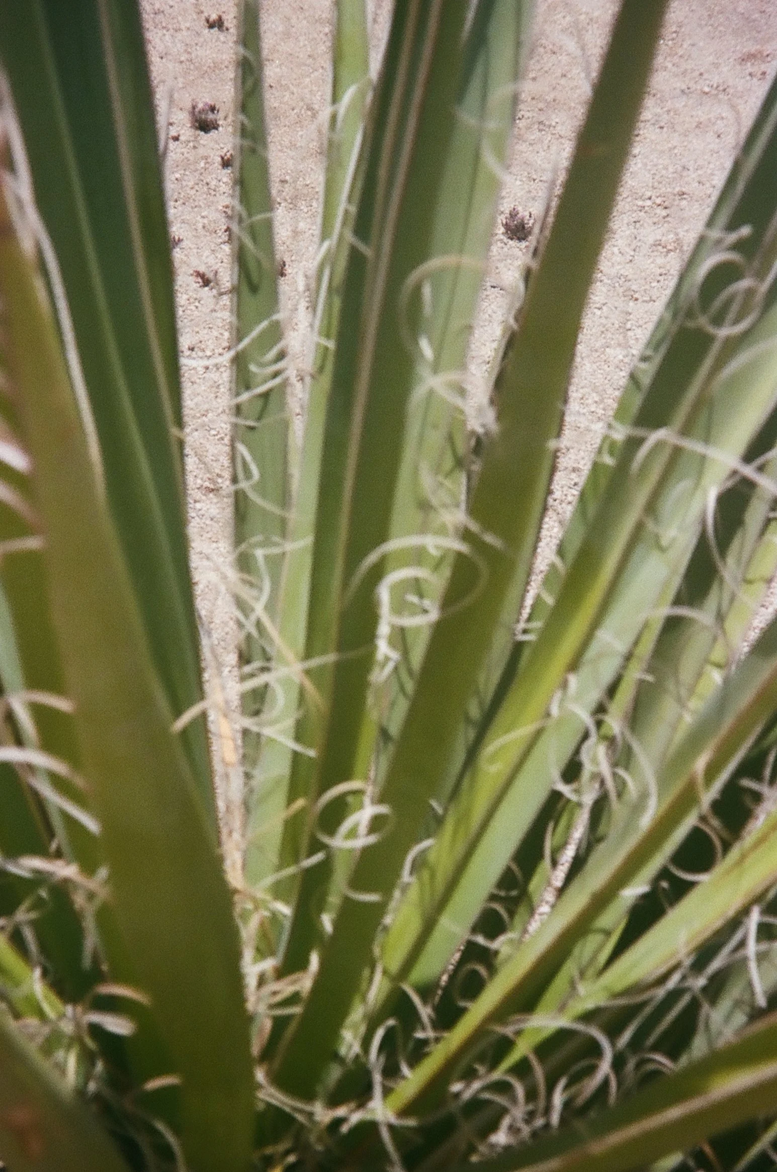Close-up of spiky green plant with curly tendrils emerging from the leaves, on sandy ground.