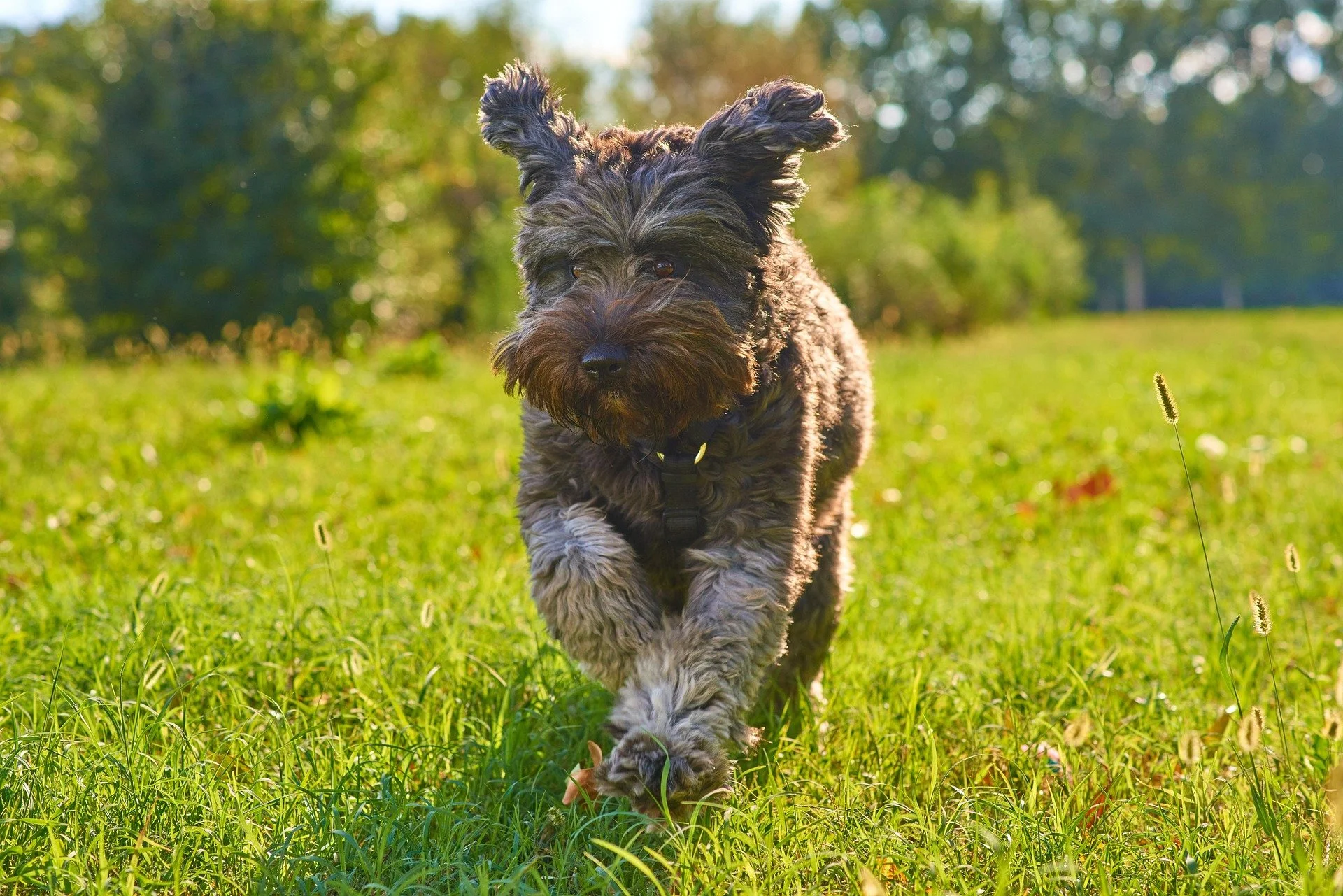 valterm-dog-8637542_1920.jpg