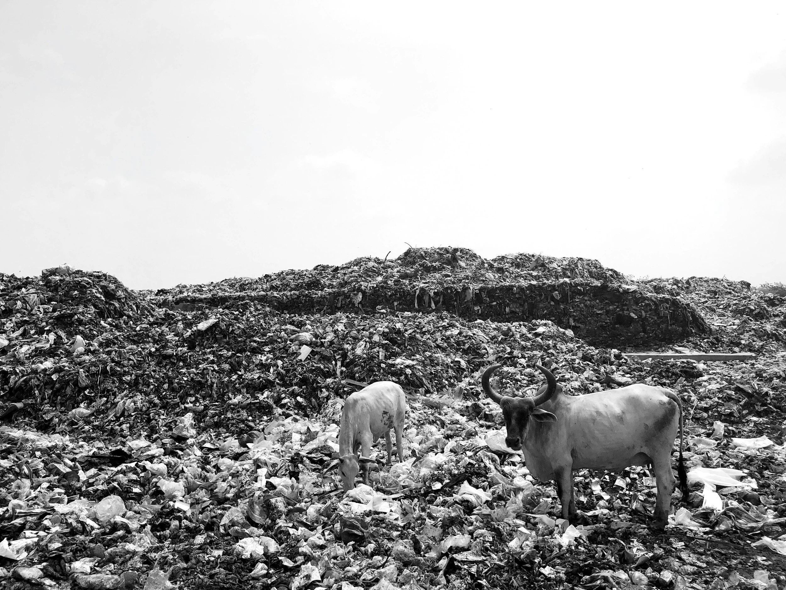 Understanding Sanitary Landfills: Why Proper Waste Disposal Protects People and the Environment