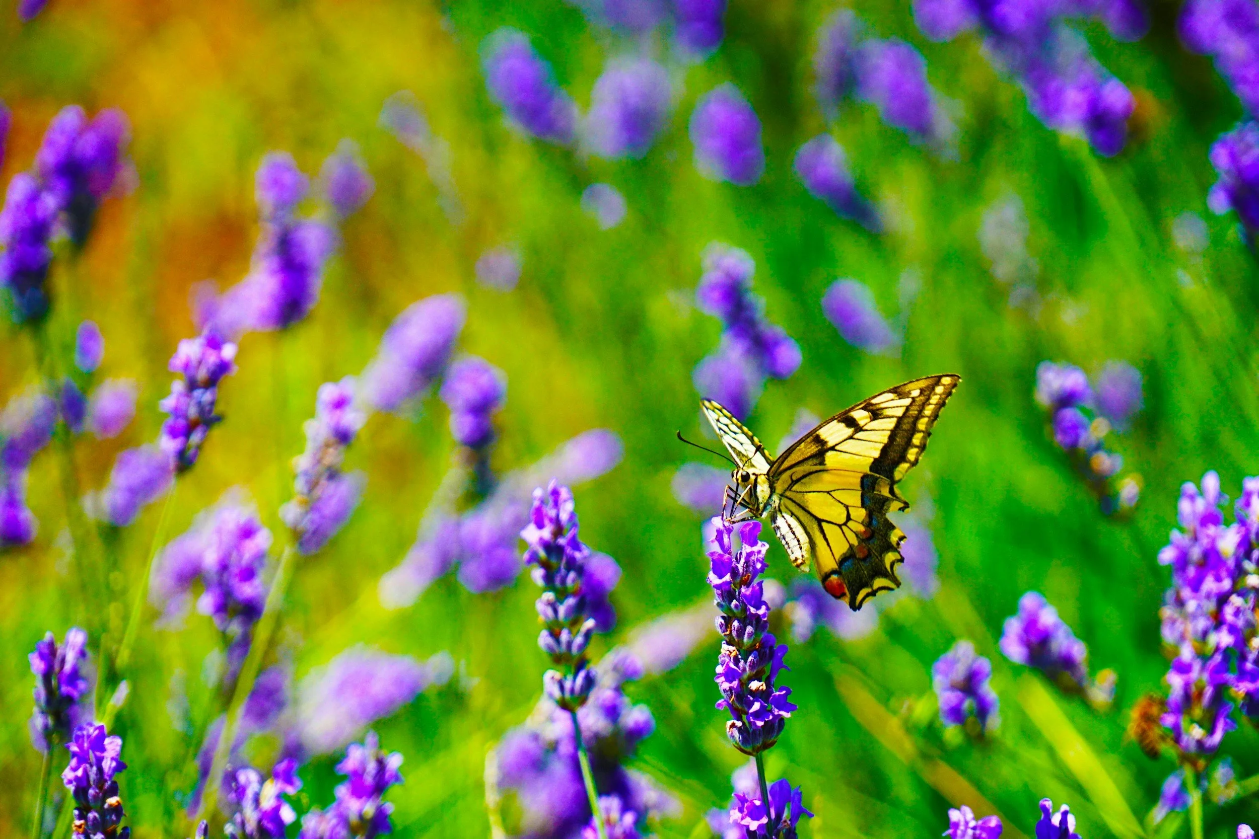 Landscape Fundamentals: How to Attract Butterflies to Your Garden