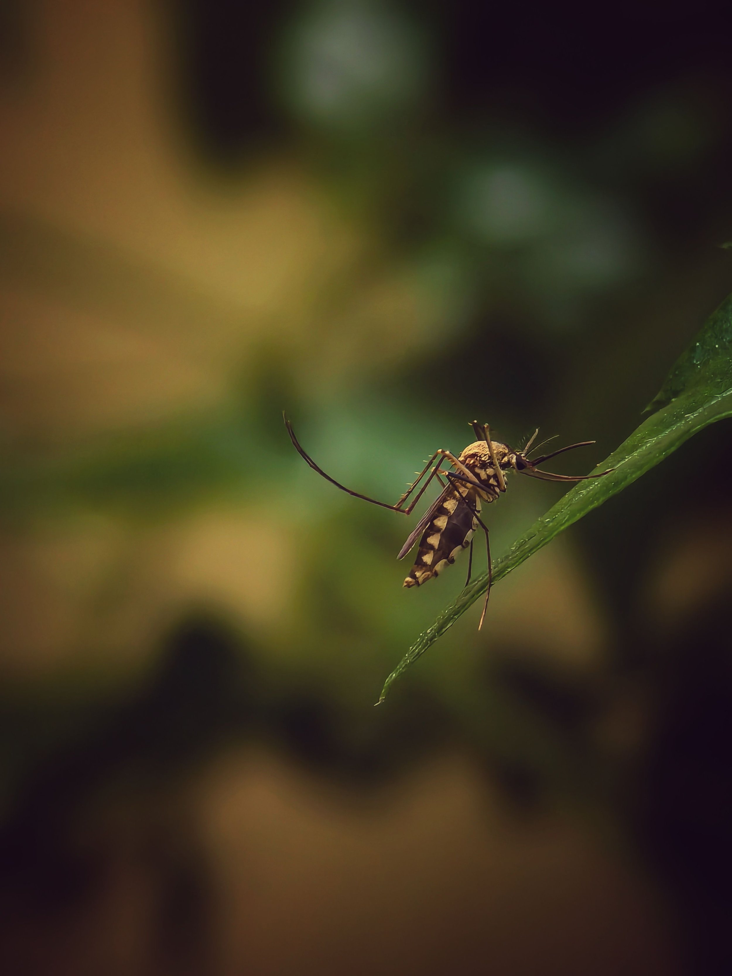 Landscape Fundamentals: Is Your Garden Attracting Mosquitoes?