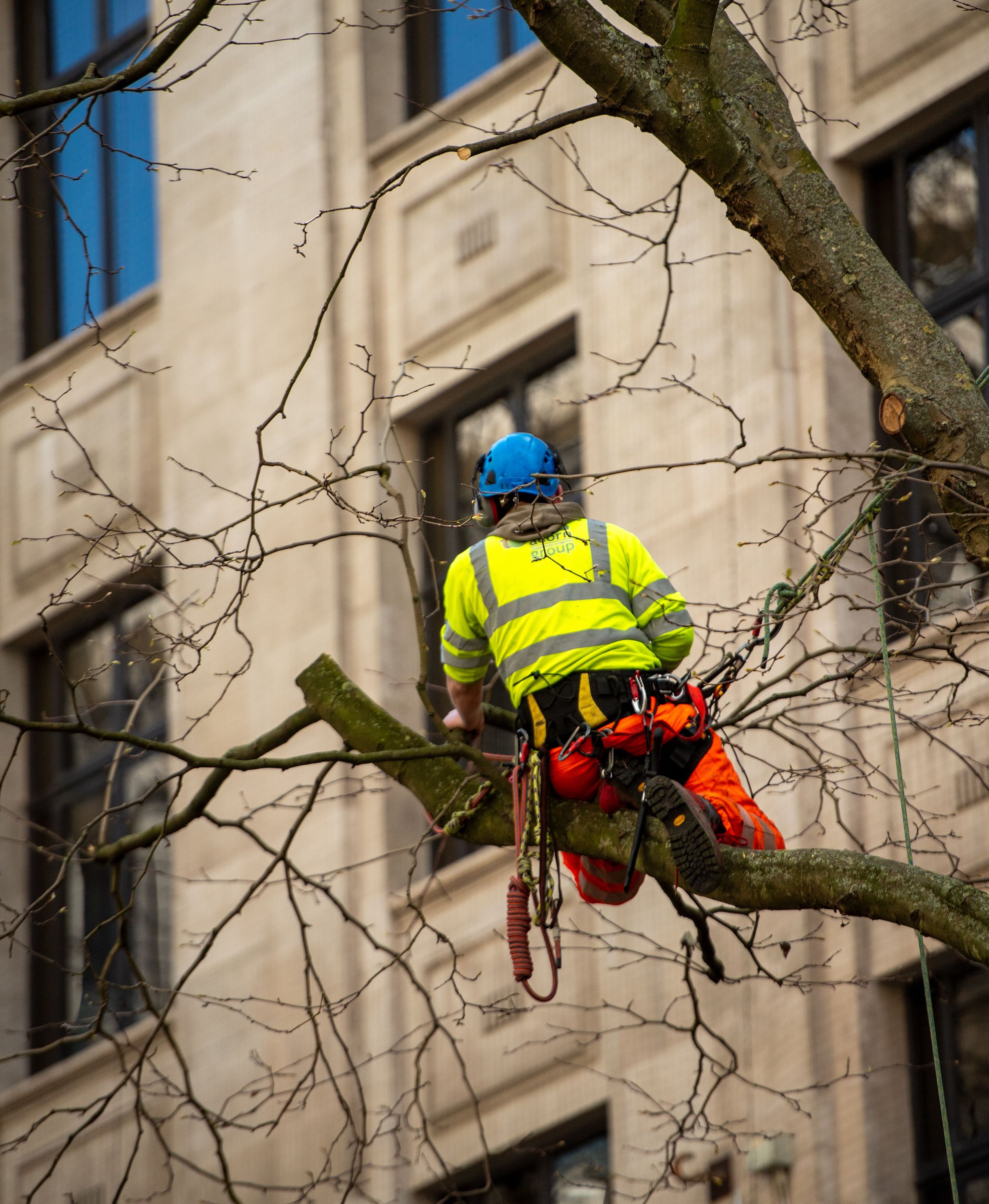 Landscape Fundamentals: Does Your Tree Need Pruning?