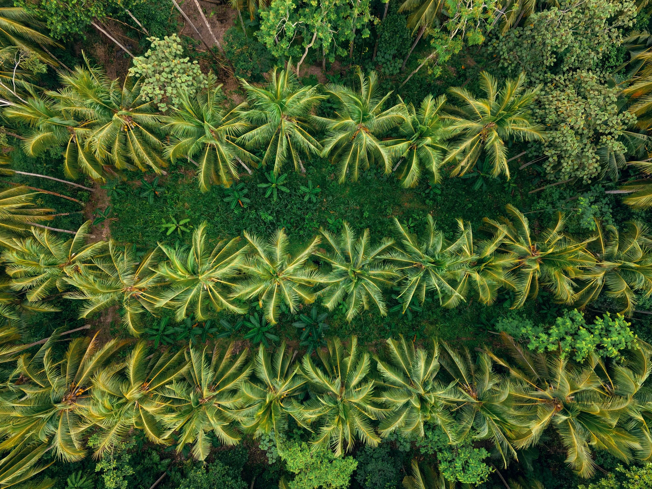 Why Tree Inventory Matters Before Building