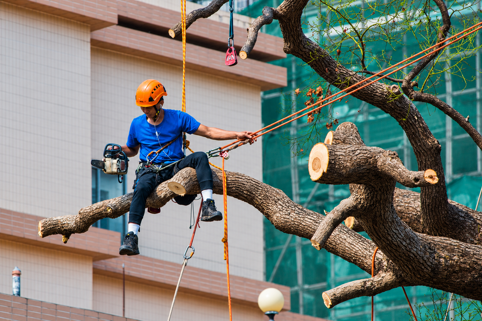 When Should You Prune Trees in the Philippines?