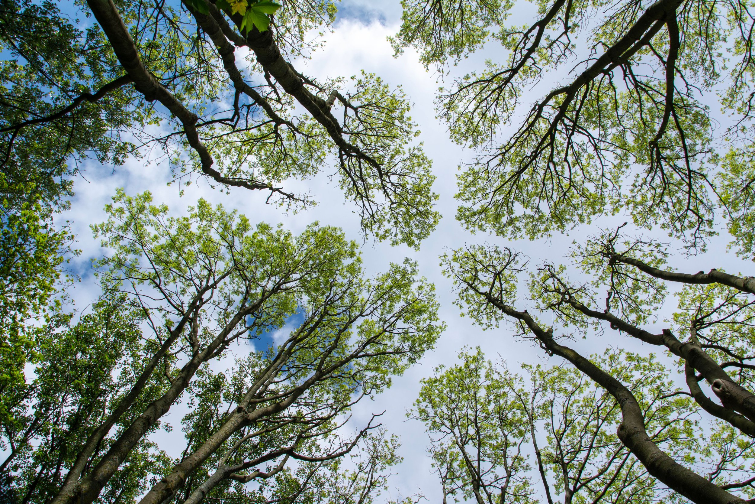 Why Is Your Neighborhood So Hot? The Answer Is in the Tree Canopy