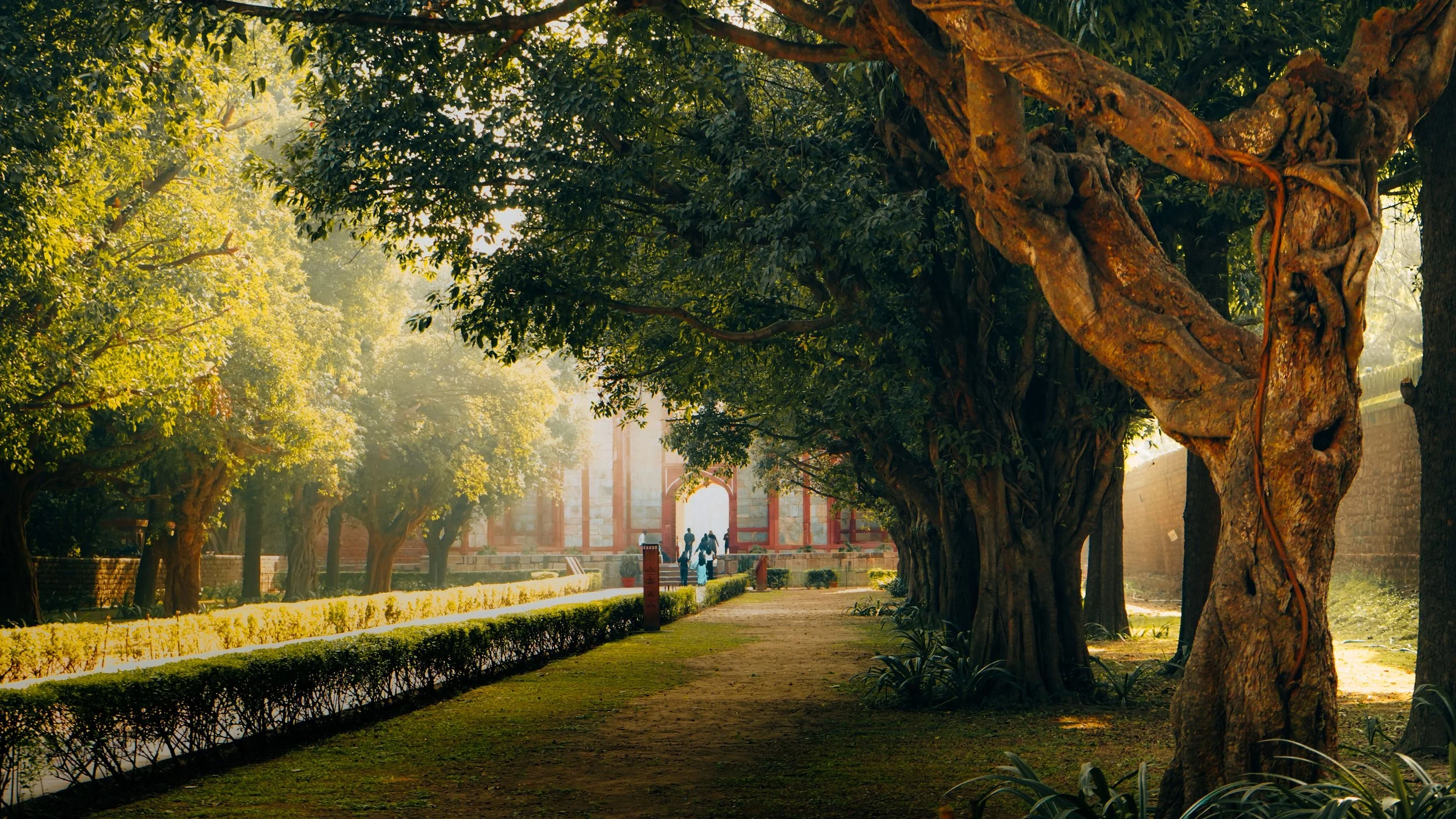 Have a Tree Concern? Here's When You Should Get Professional Advice