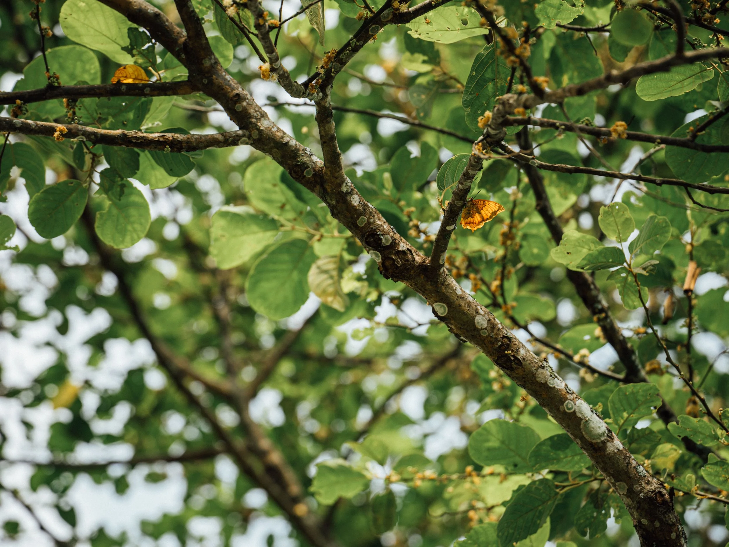 Is Your Tree Trying to Tell You Something? Signs You Shouldn’t Ignore.