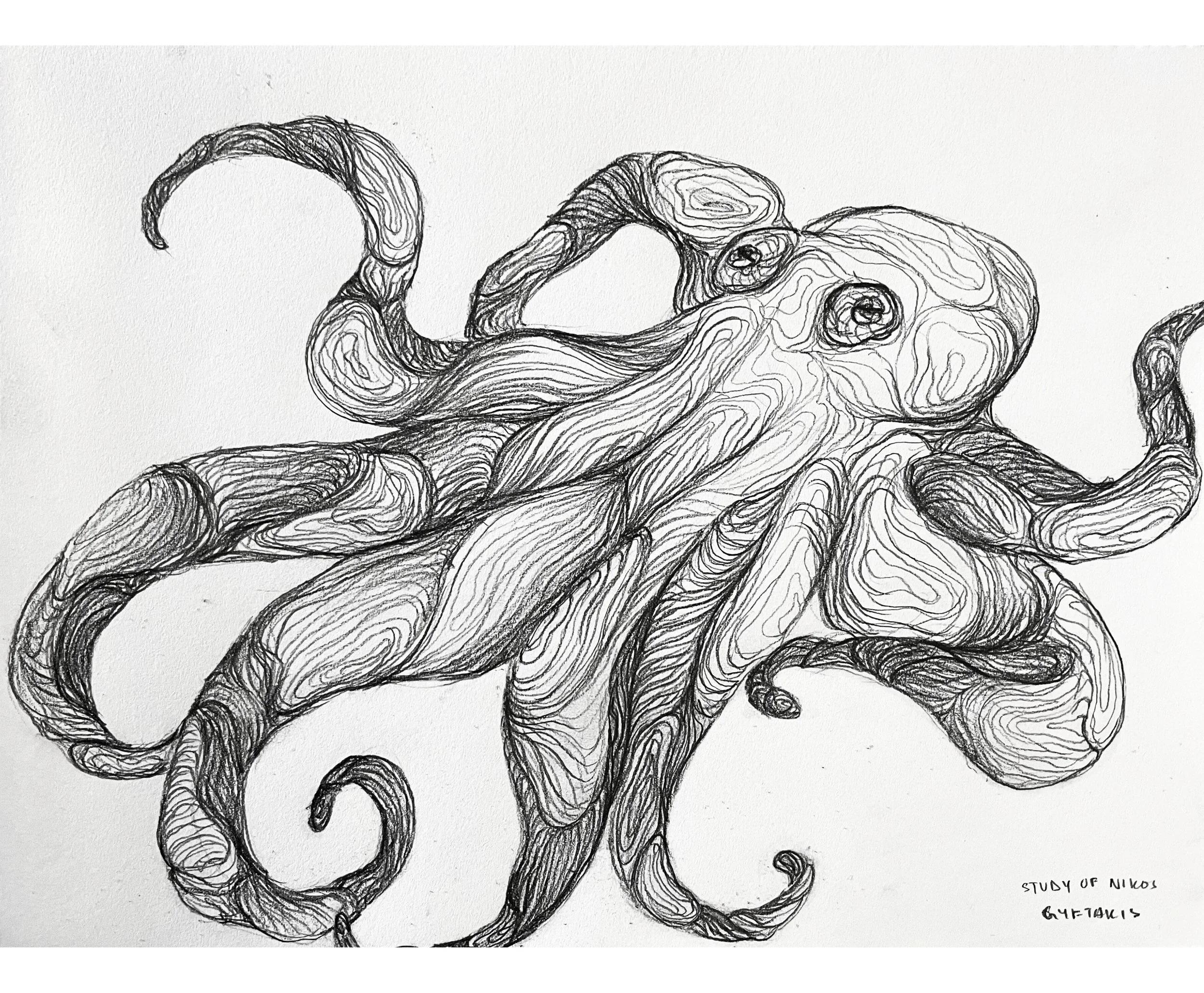 Octopus sketch (2023), Pencil on paper