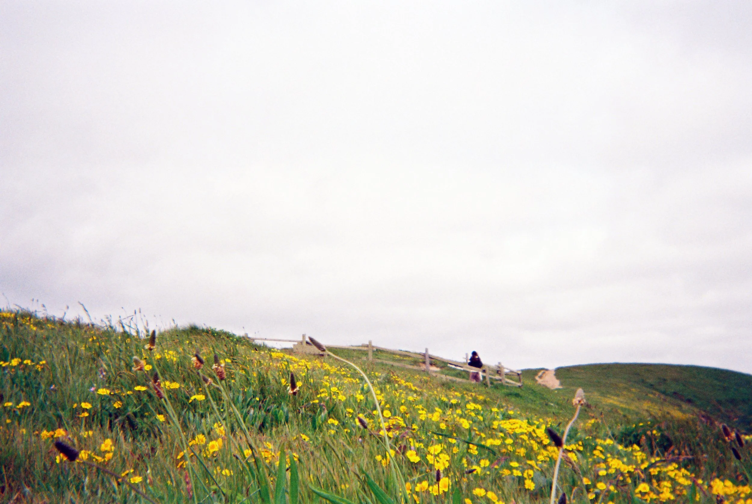 Fujifilm disposable camera (2025)
Point Reyes, USA