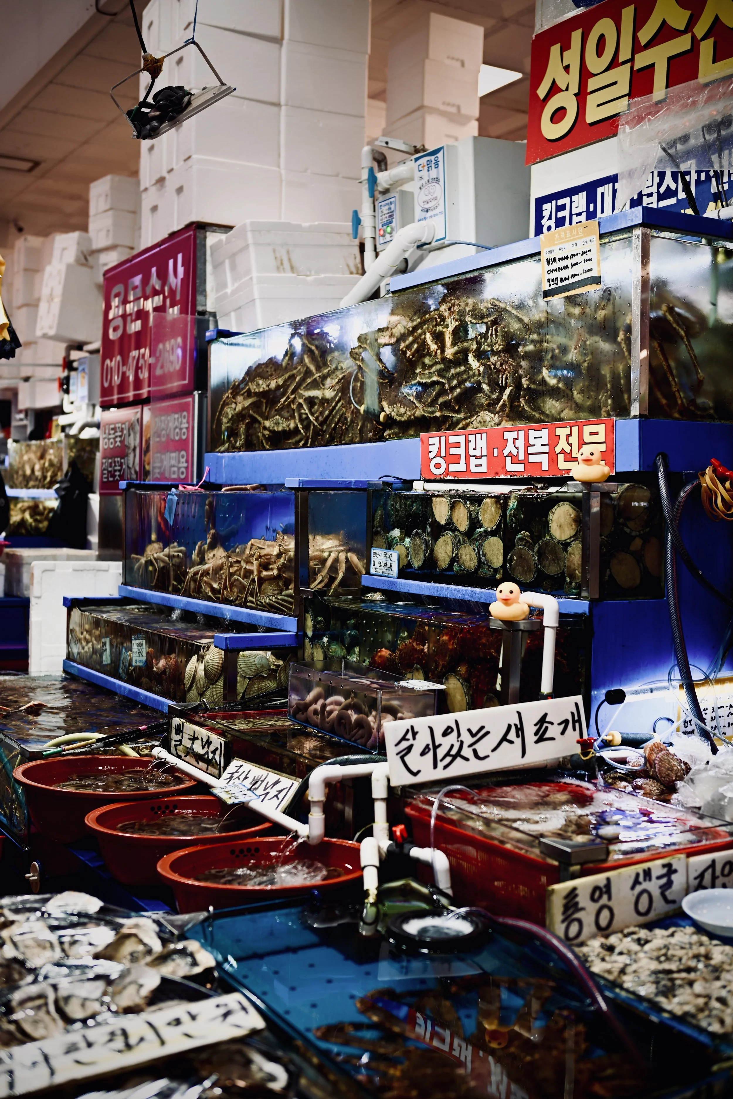 Nikon Zf 40mm (2025)
Noryangjin Fish Market, South Korea