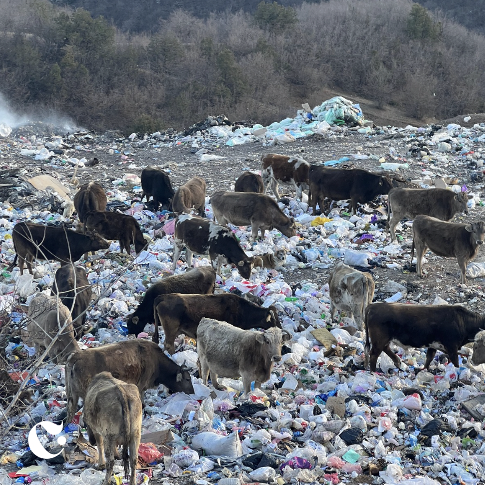 A herd of cattle roaming through a large trash dump filled with plastic bags, bottles, and waste debris, with smoke rising in the background and a wooded hillside in the distance.