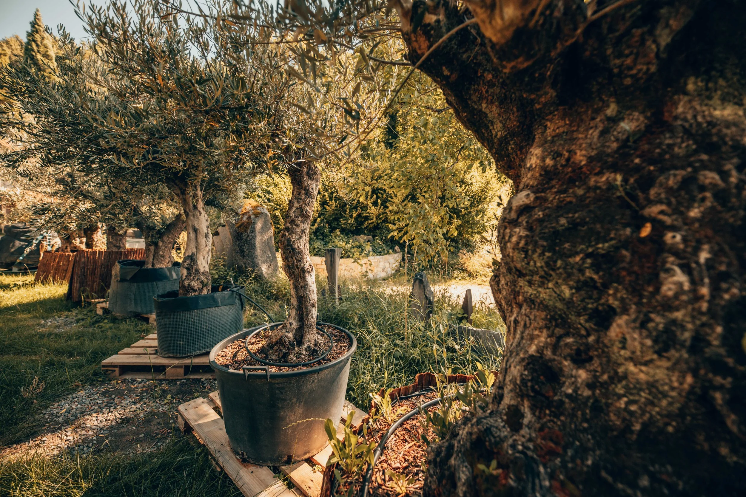 Aufnahme von mehreren Topfpflanzen mit Bäumen, die auf Paletten im Garten stehen, bei Sonnenlicht, im Sommer oder Herbst