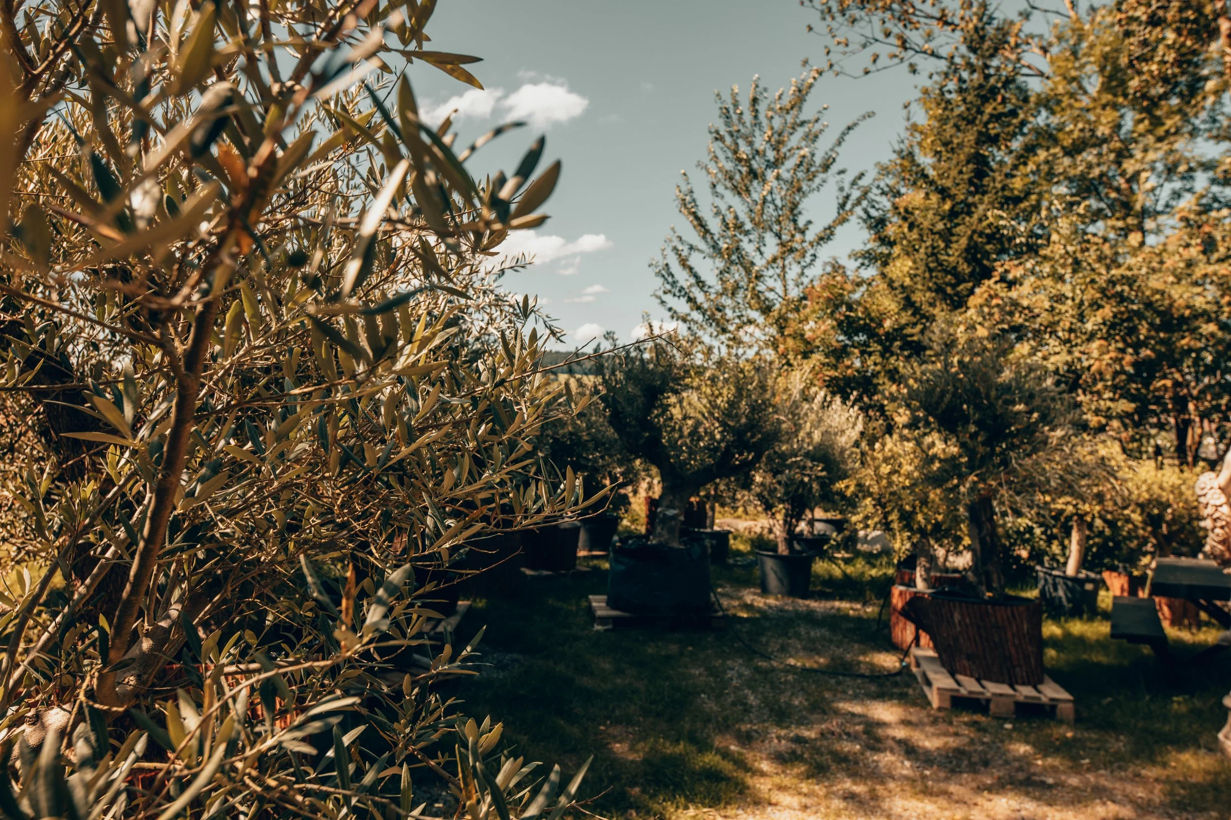 Garten mit Olivenbäumen, Sitzgelegenheiten aus Holz auf Paletten, sonniger Himmel, Herbstfarben im Hintergrund.