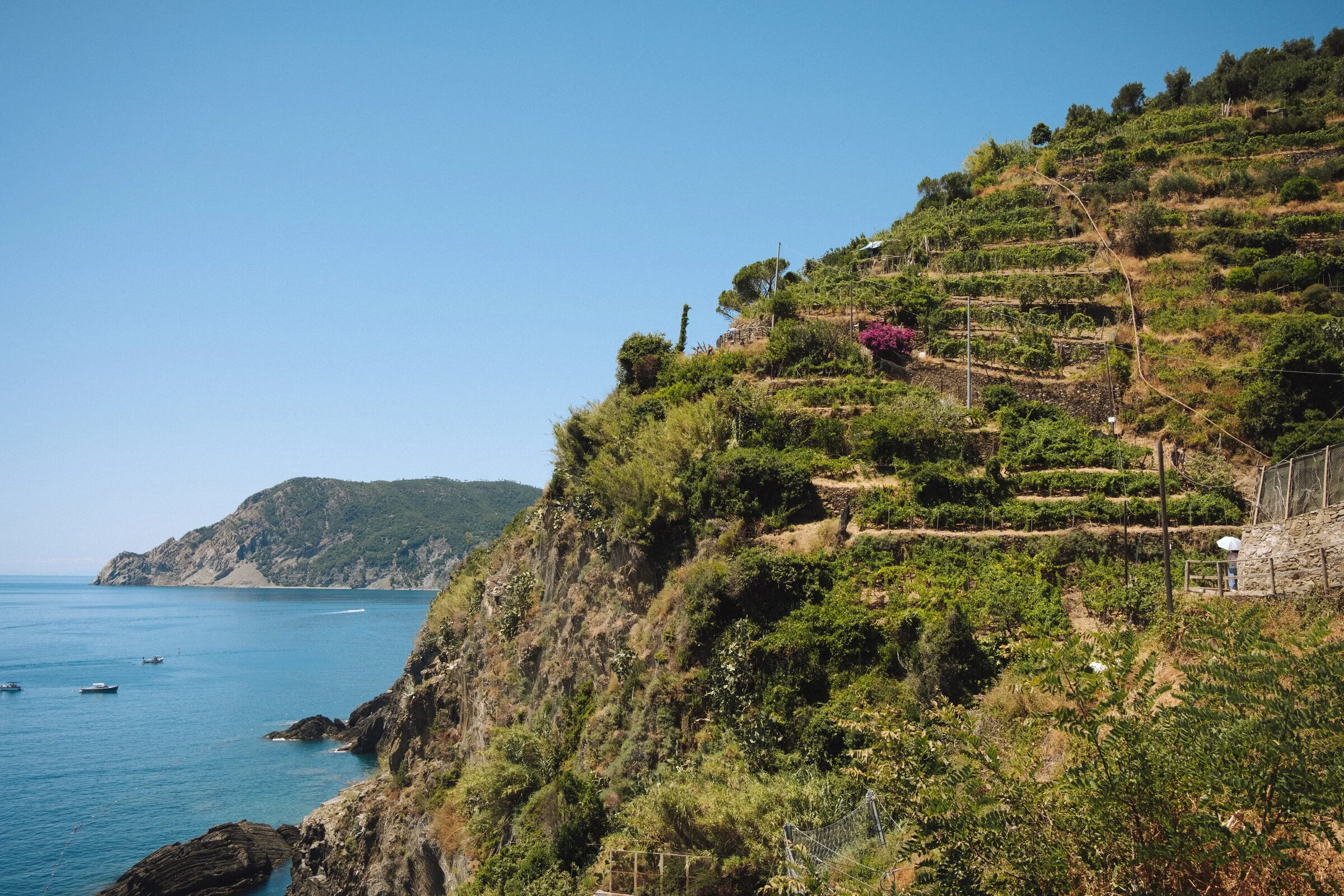Terraced vineyards climbing a steep cliff above the sea, the Cinque Terre coastline curving into the distance