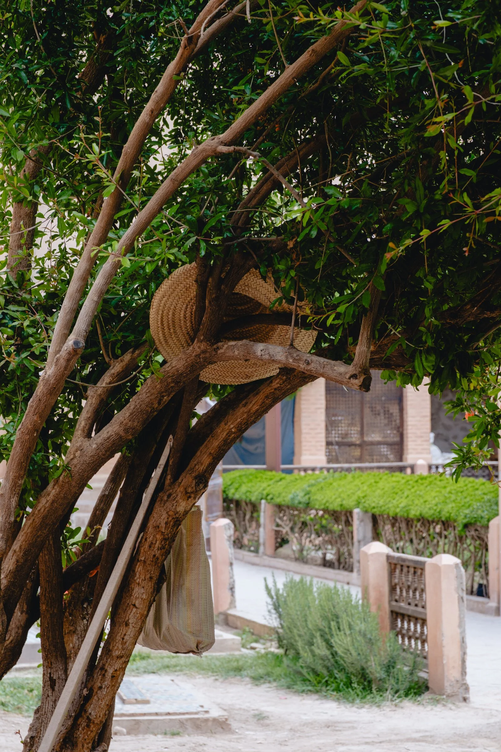 A straw hat rests caught in the branches of a leafy courtyard tree