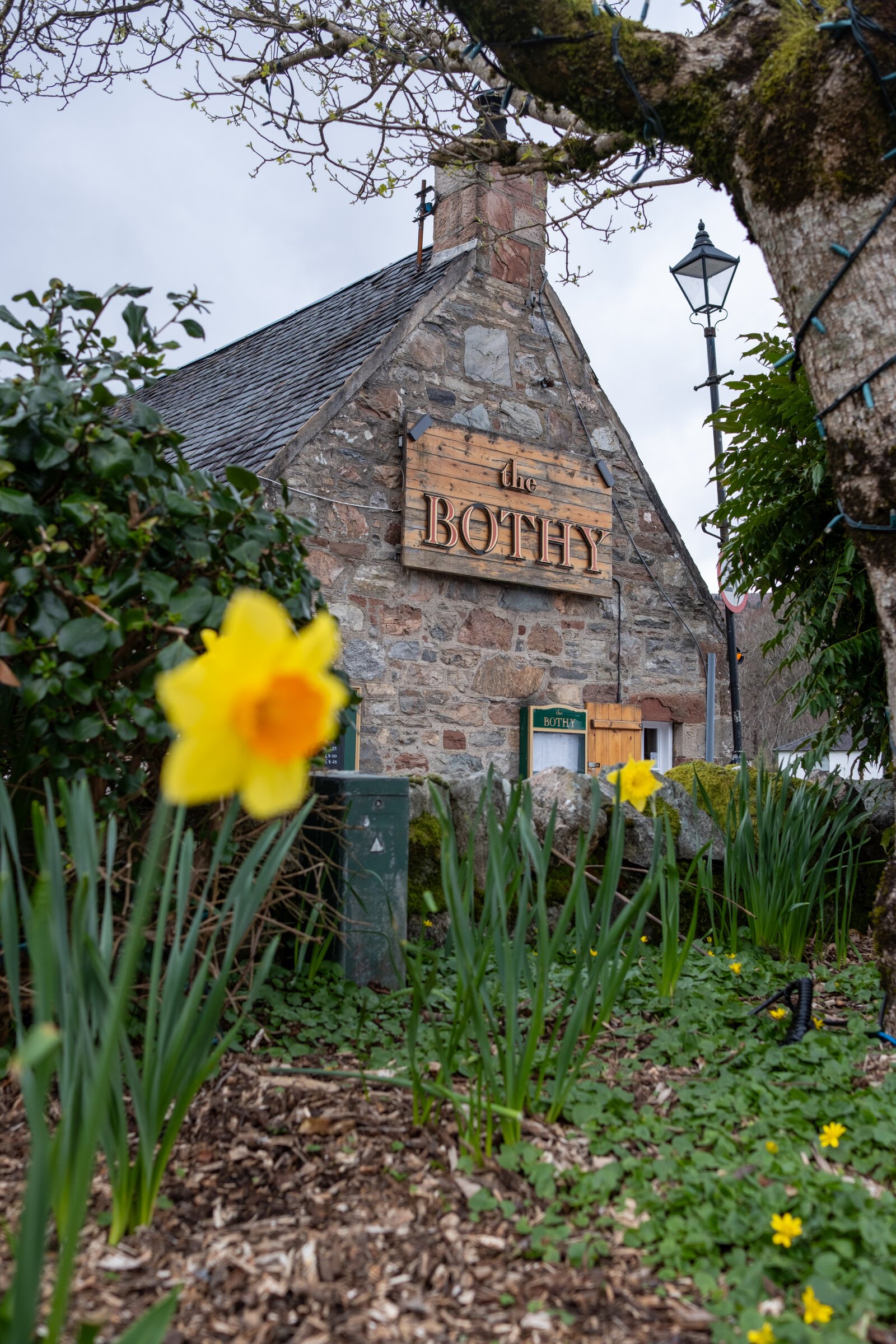 Yellow daffodils bloom outside a small stone bothy in the Highlands