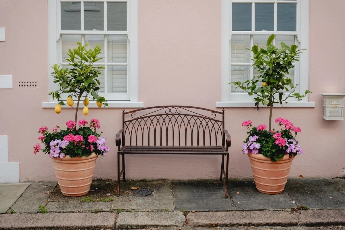 A wrought-iron bench between two potted lemon trees against a pink Chelsea facade