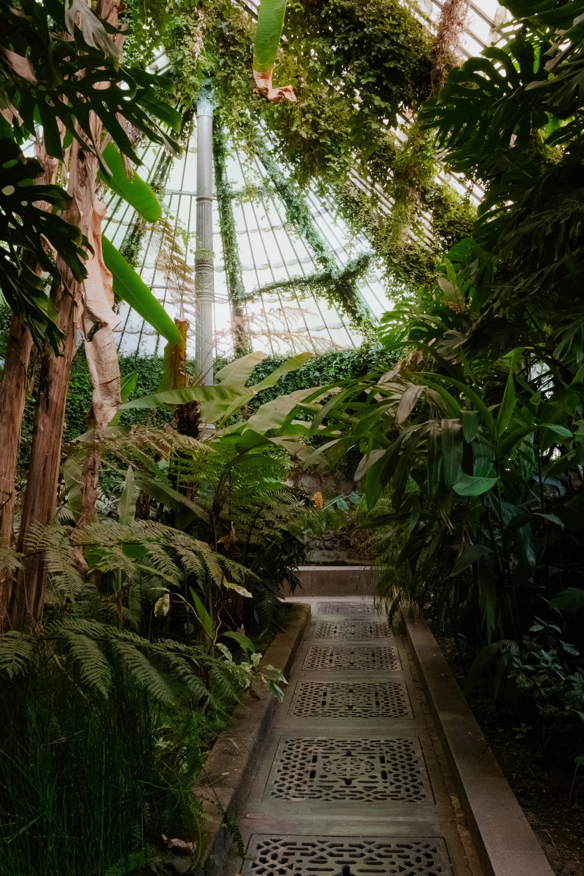 A narrow pathway inside a lush green indoor conservatory or botanical garden with dense foliage of various tropical plants and large leaves, illuminated by natural light coming through a glass ceiling.
