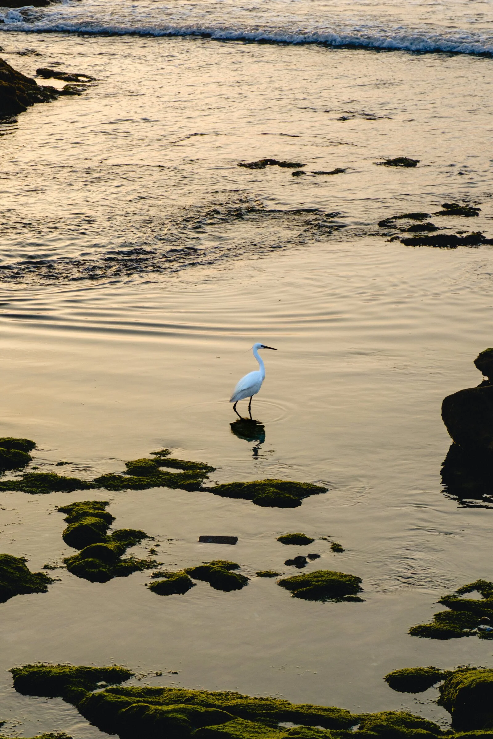 A white egret wades through golden tide pools along a rocky shoreline at sunset