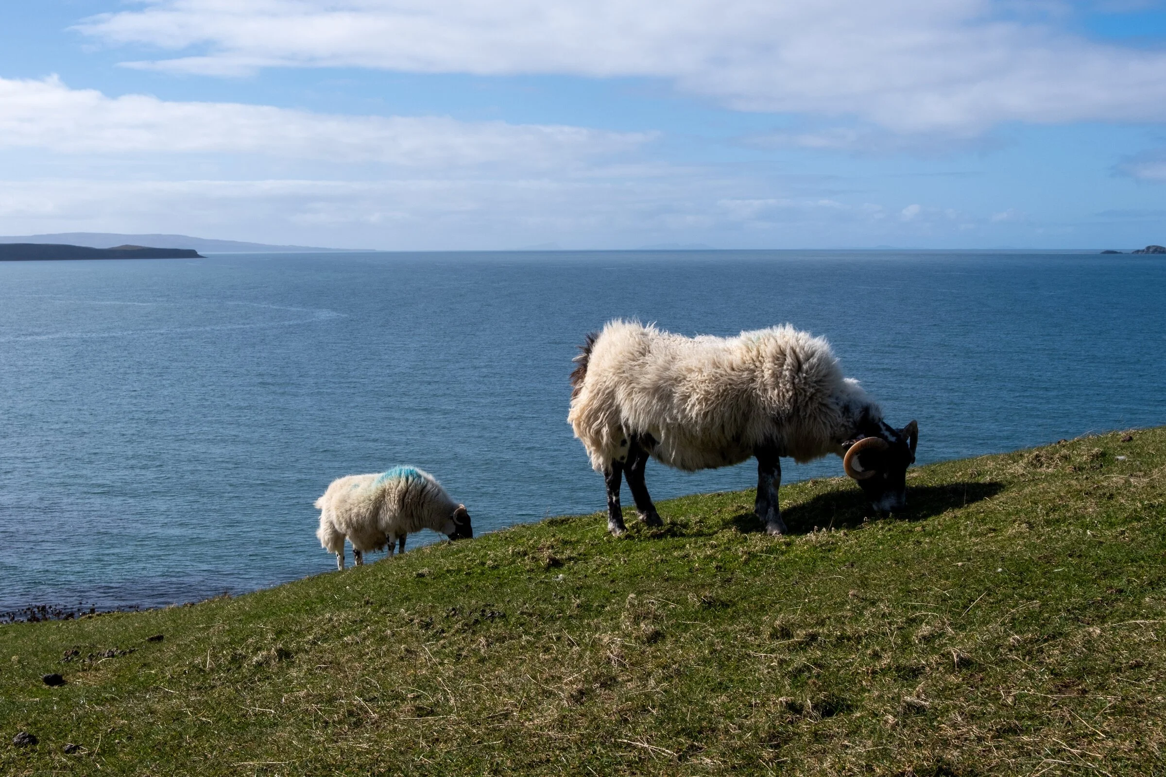 Highland sheep graze on a grassy clifftop above the sea
