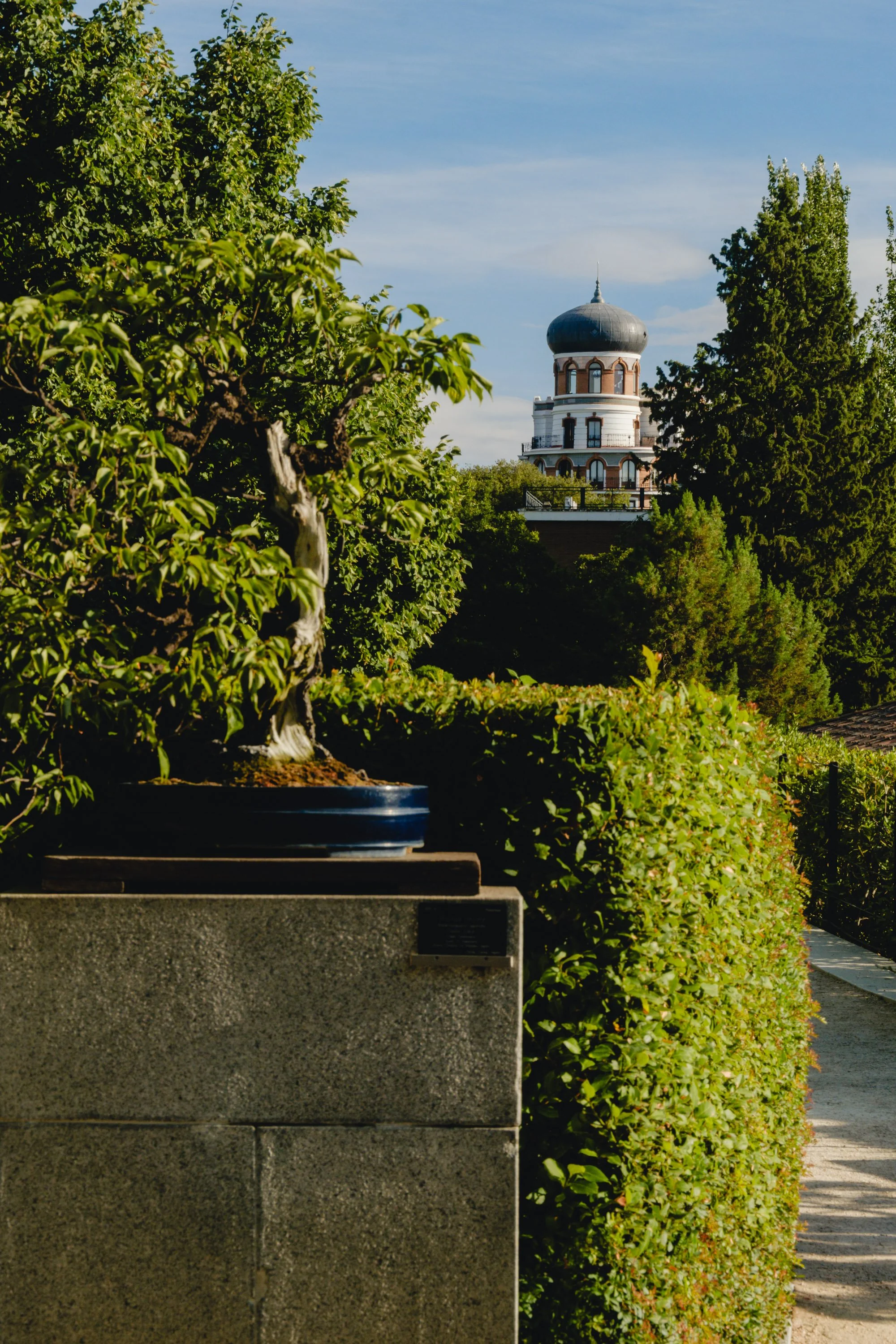 A garden with a bonsai tree on a stone pedestal in the foreground, surrounded by green bushes and trees. A pathway runs alongside the bushes toward a building with an onion-shaped dome and a spire, in the background under a blue sky.