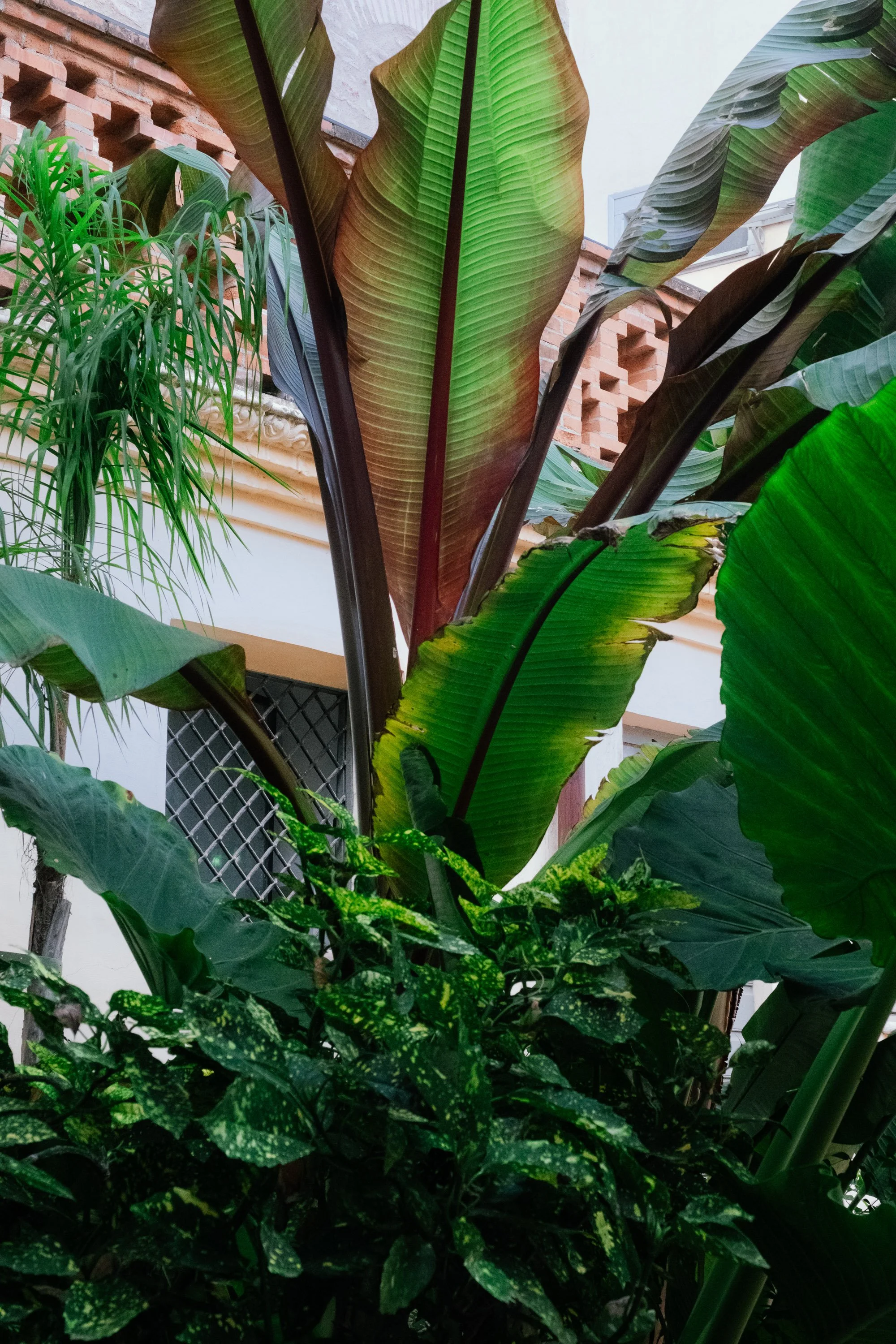Various large green tropical plants with broad leaves, including banana plants, inside a building with brick and white walls.
