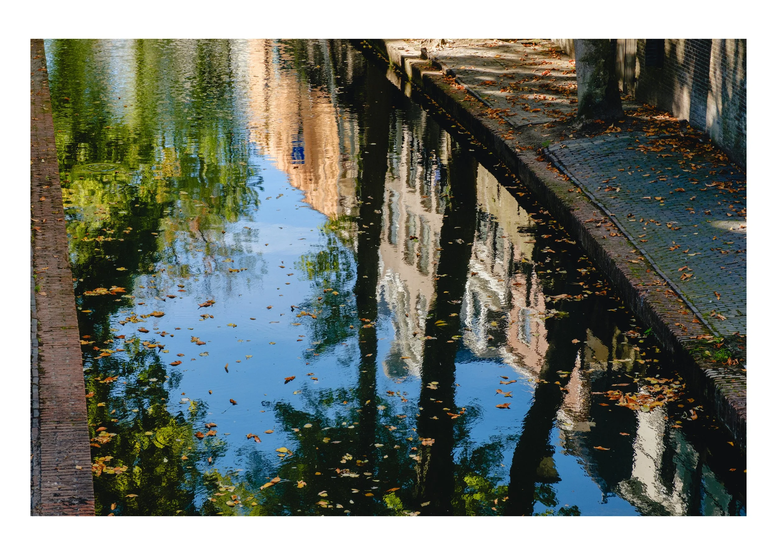 Leaves on the Canal