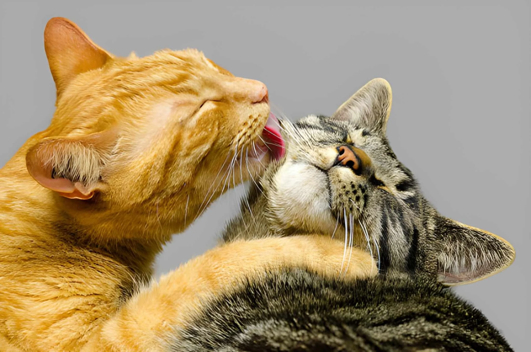Two cats, one orange and one gray with black stripes, cuddling affectionately against a light gray background.