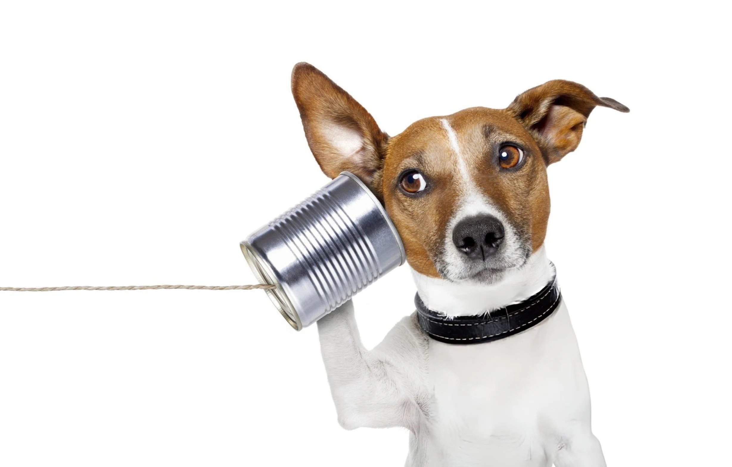 A dog with a brown and white coat holding a tin can to its ear, with a string attached to the can, resembling a makeshift telephone, against a white background.