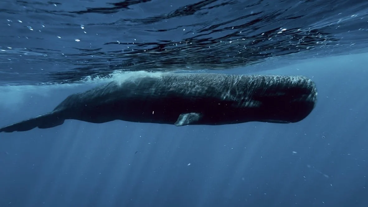 Having the most lightweight camera set-up gives you an advantage in the water and you get to the action before everyone else does.