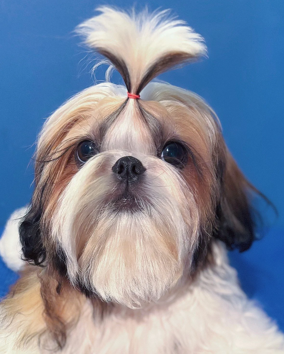 Filhotes disponíveis