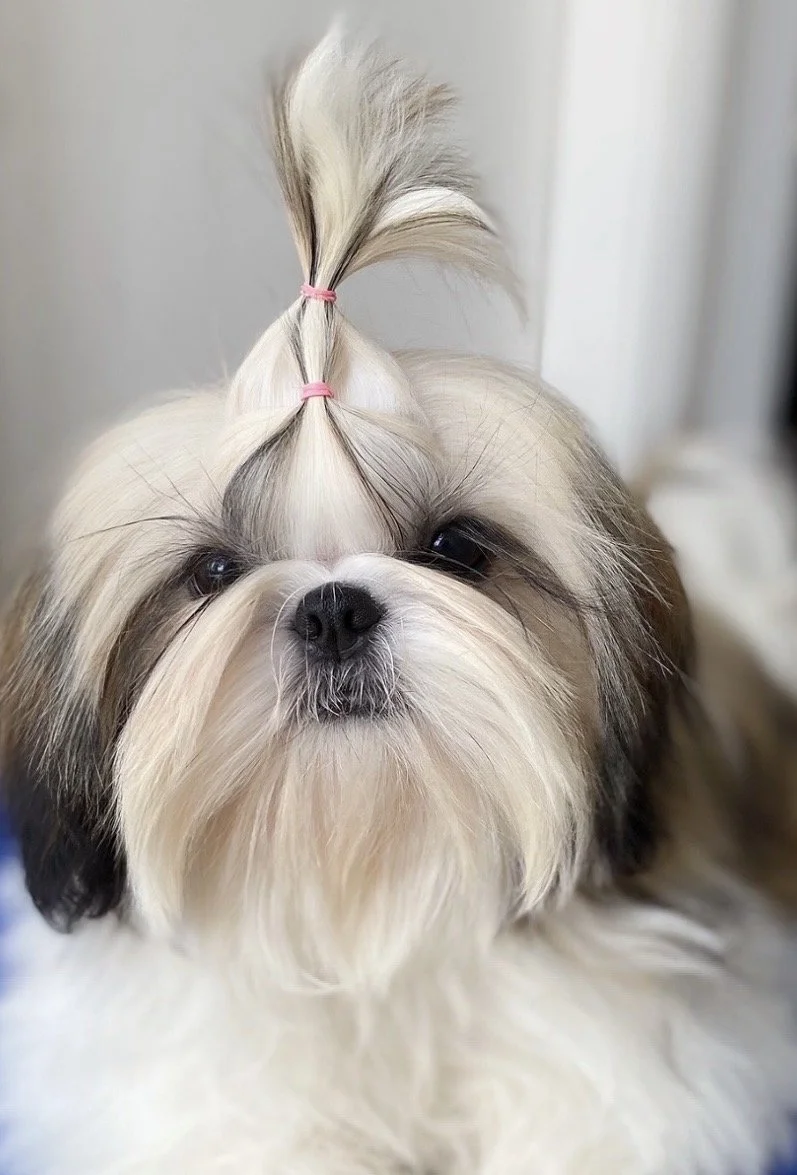 Adora - Prime Moon Come And Get It