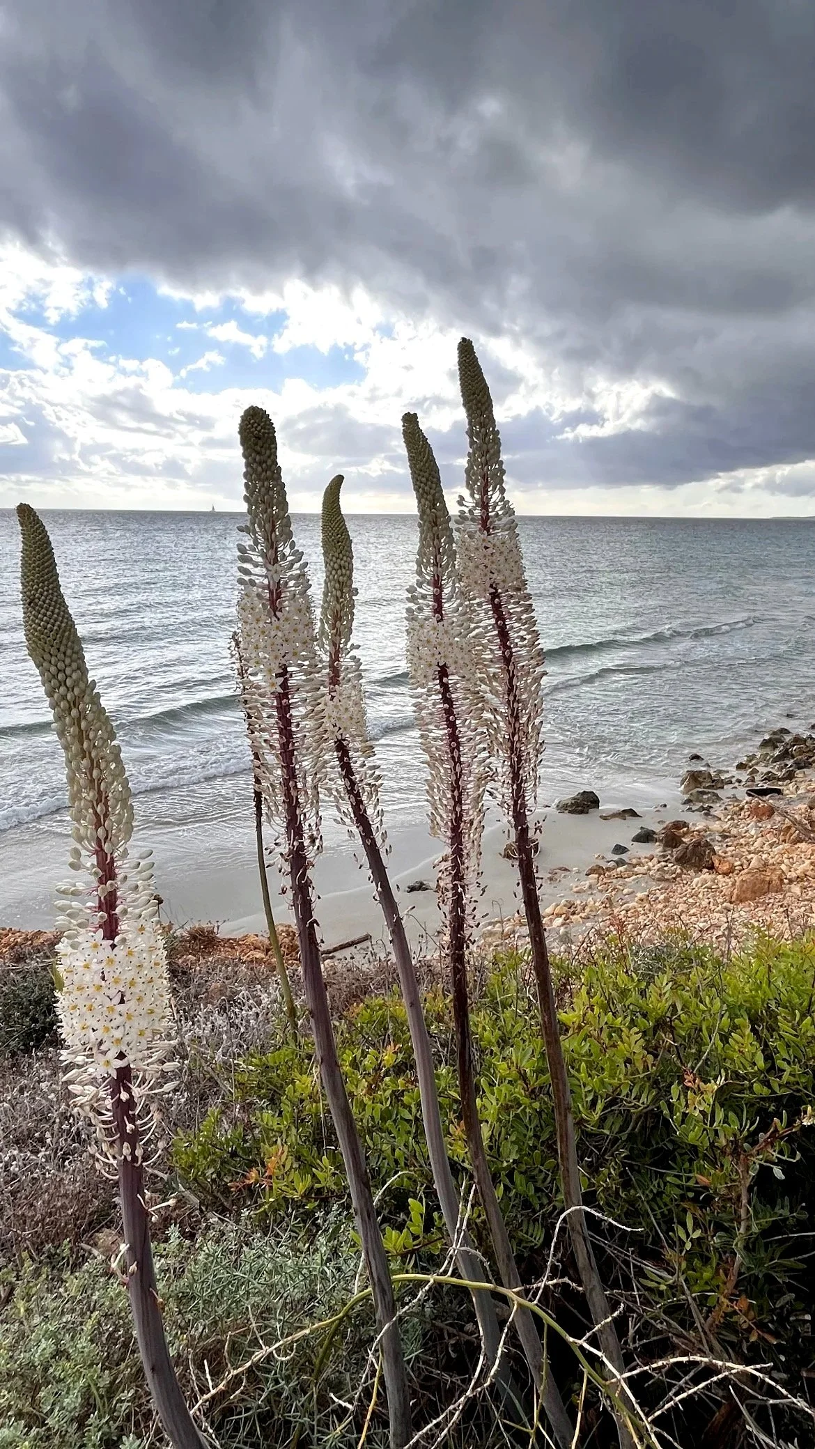 Flors silvestres en primer pla davant costa Garraf