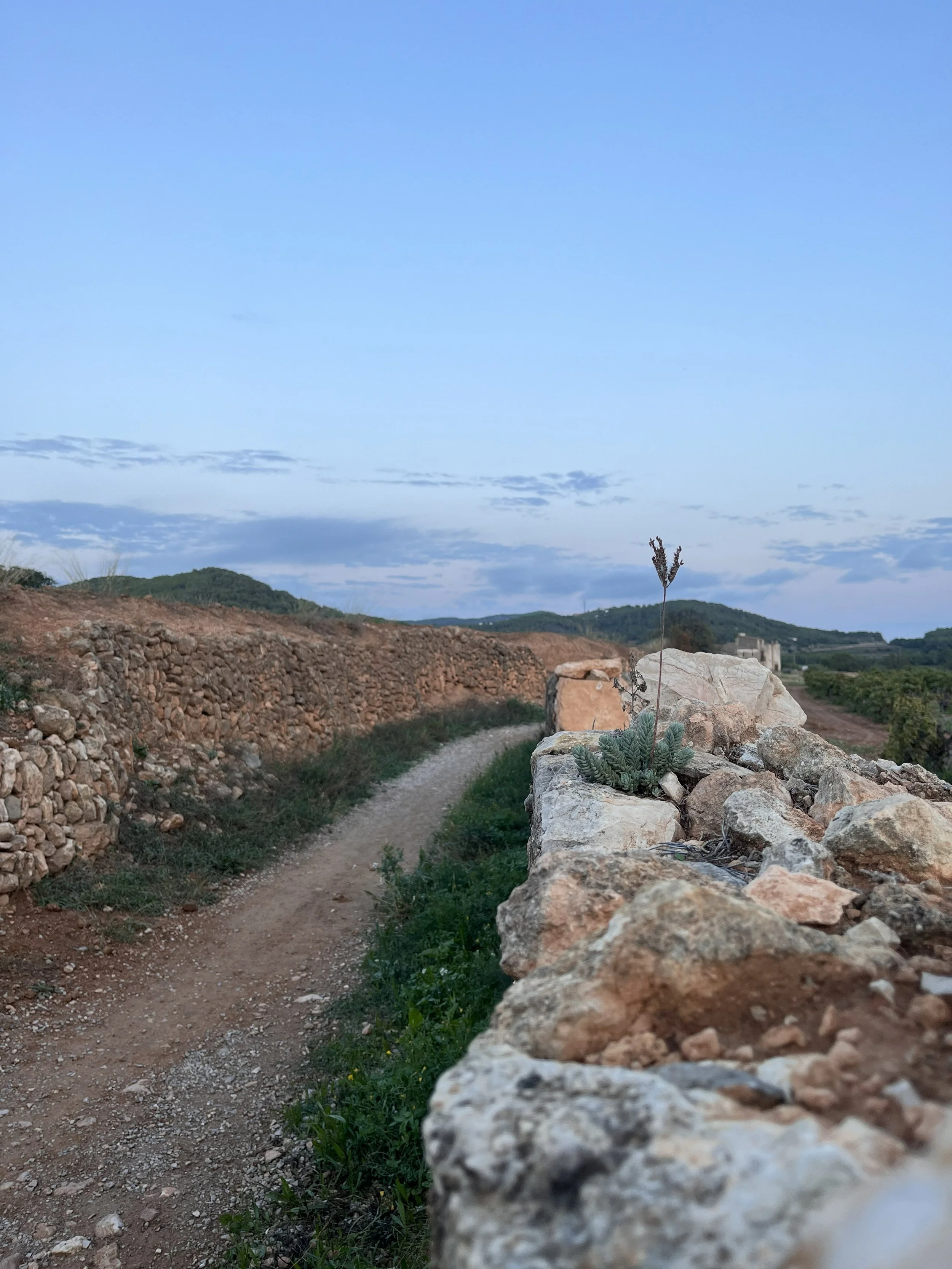 Camí de terra entre murs de pedra seca al Garraf