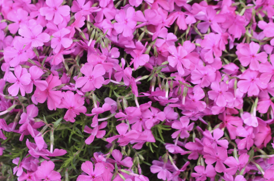 Spring (2 of 2), 2024