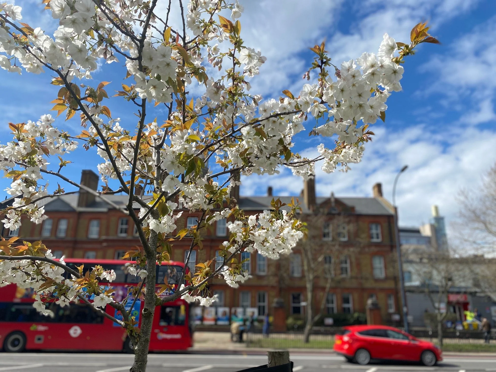 Cherry blossom tree with white flowers in bloom in an urban setting; background includes a red double-decker bus, a red car, and historic brick buildings under a partly cloudy sky.