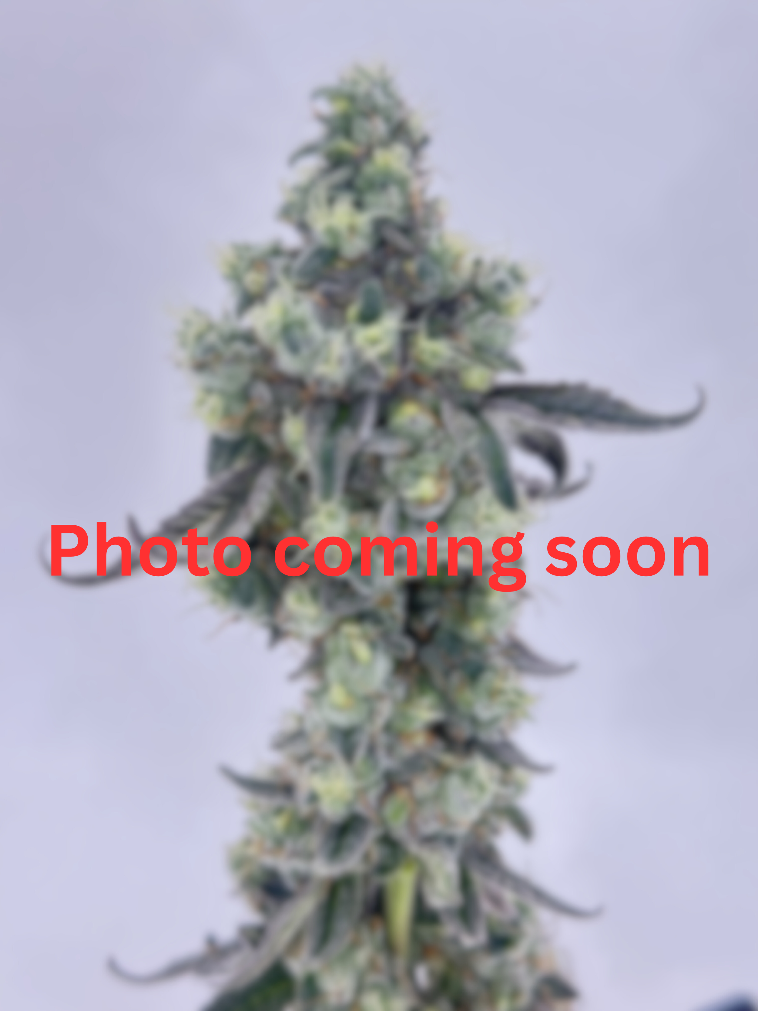 Photo coming soon (1).png