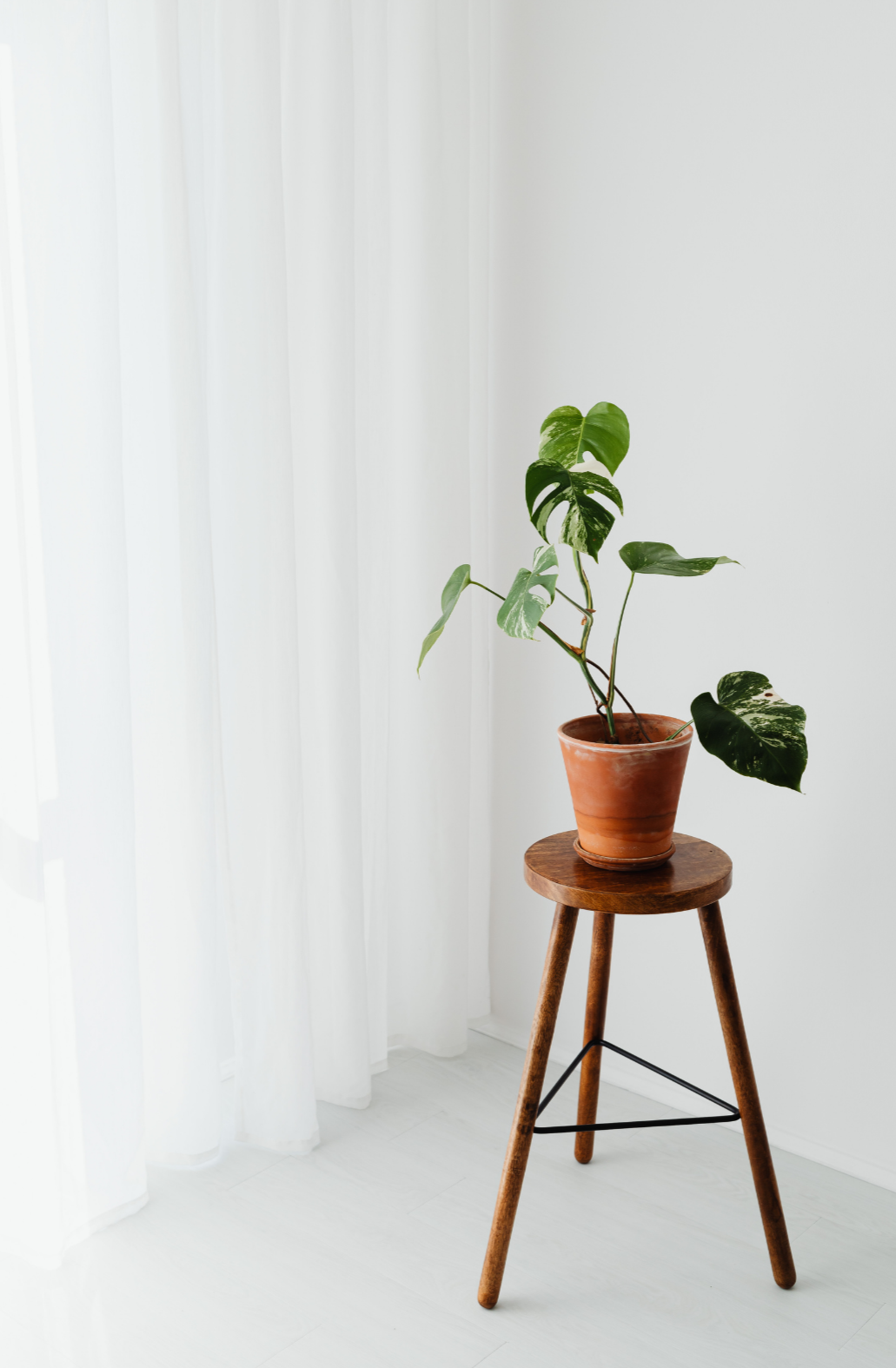 A potted plant with large green leaves on a wooden stool next to white curtains.