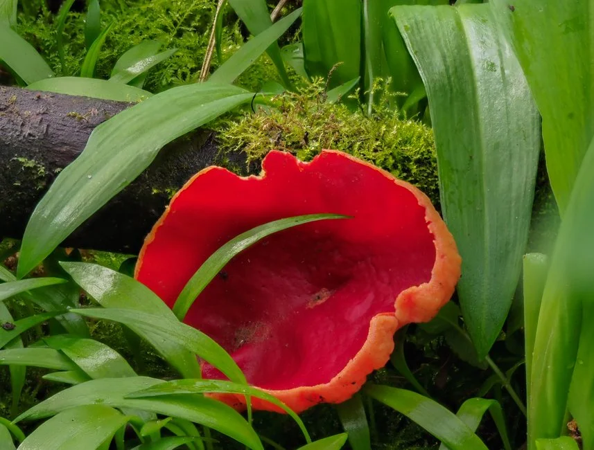 Wild Garlic (1 of 1) - Copy.jpg