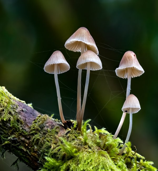 Common Bonnet and False Widow Spider
