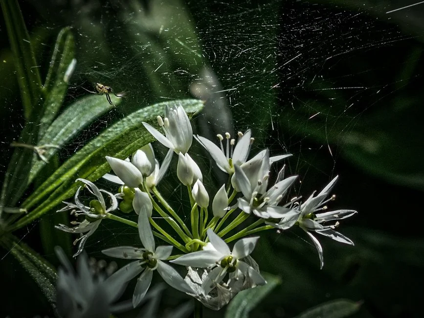 Wild Garlic (5 of 6).jpg