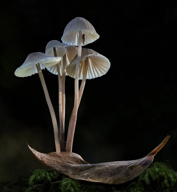 Pink Edged Bonnet and Earwig