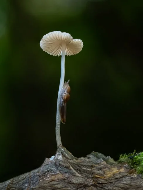 Grooved Bonnet and Dusky Slug