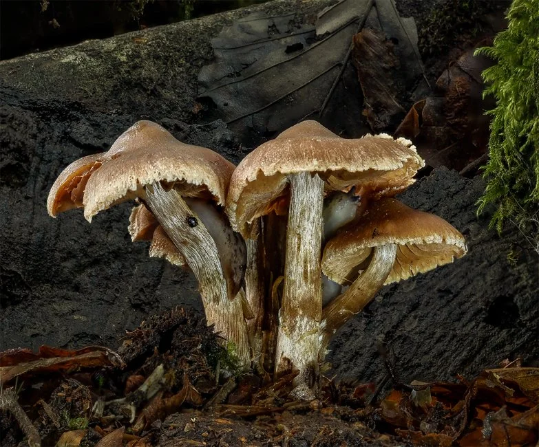 Hotfoot Webcap, Dor Beetle and Tawny Soli Slug