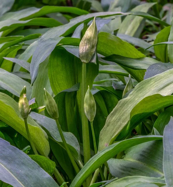 Wild Garlic (1 of 8).jpg