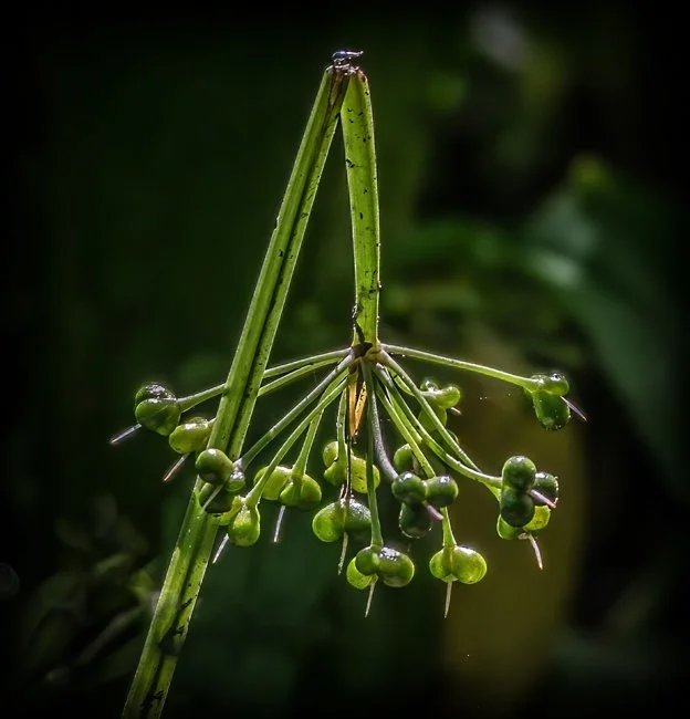 Wild Garlic (4 of 6)-3.jpg